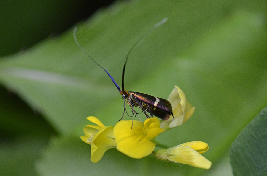 Adela australis ?